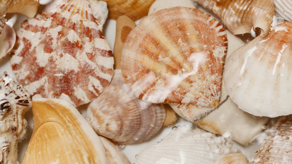 A close-up view of various seashells, including scallops, conchs, and clams, arranged together on a surface. The shells exhibit a range of colors such as cream, beige, light brown, and shades of pink
